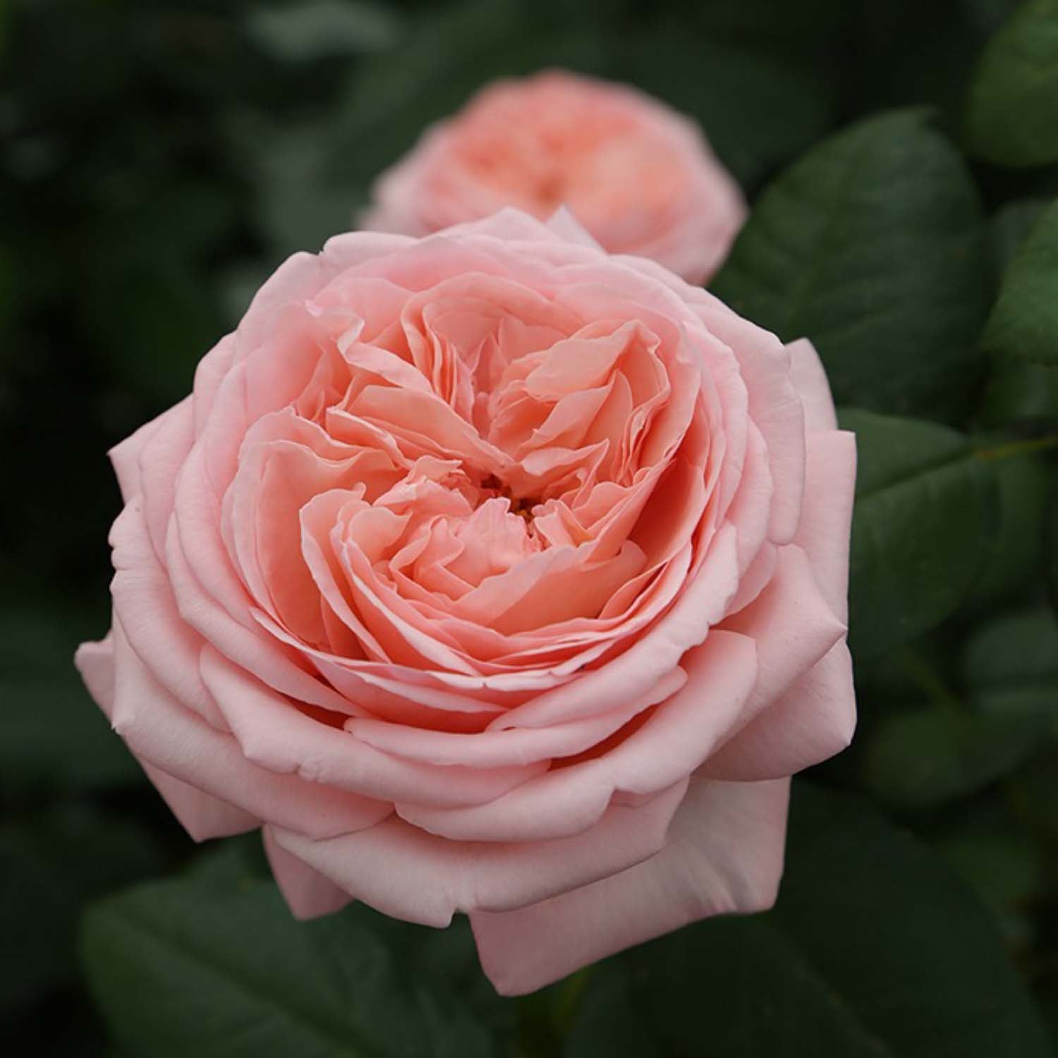 2025 Rose of the Year 'Martha Stewart™' – Roger's Gardens