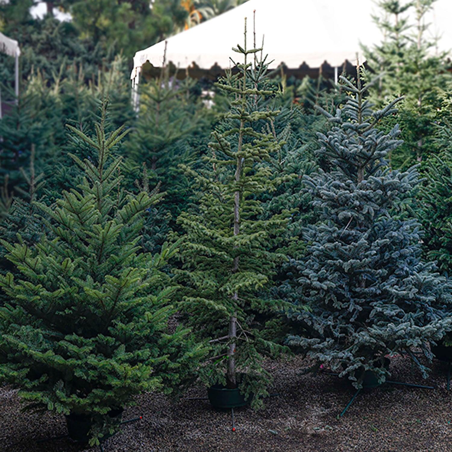 How to Pick the Perfect Christmas Tree – Roger's Gardens