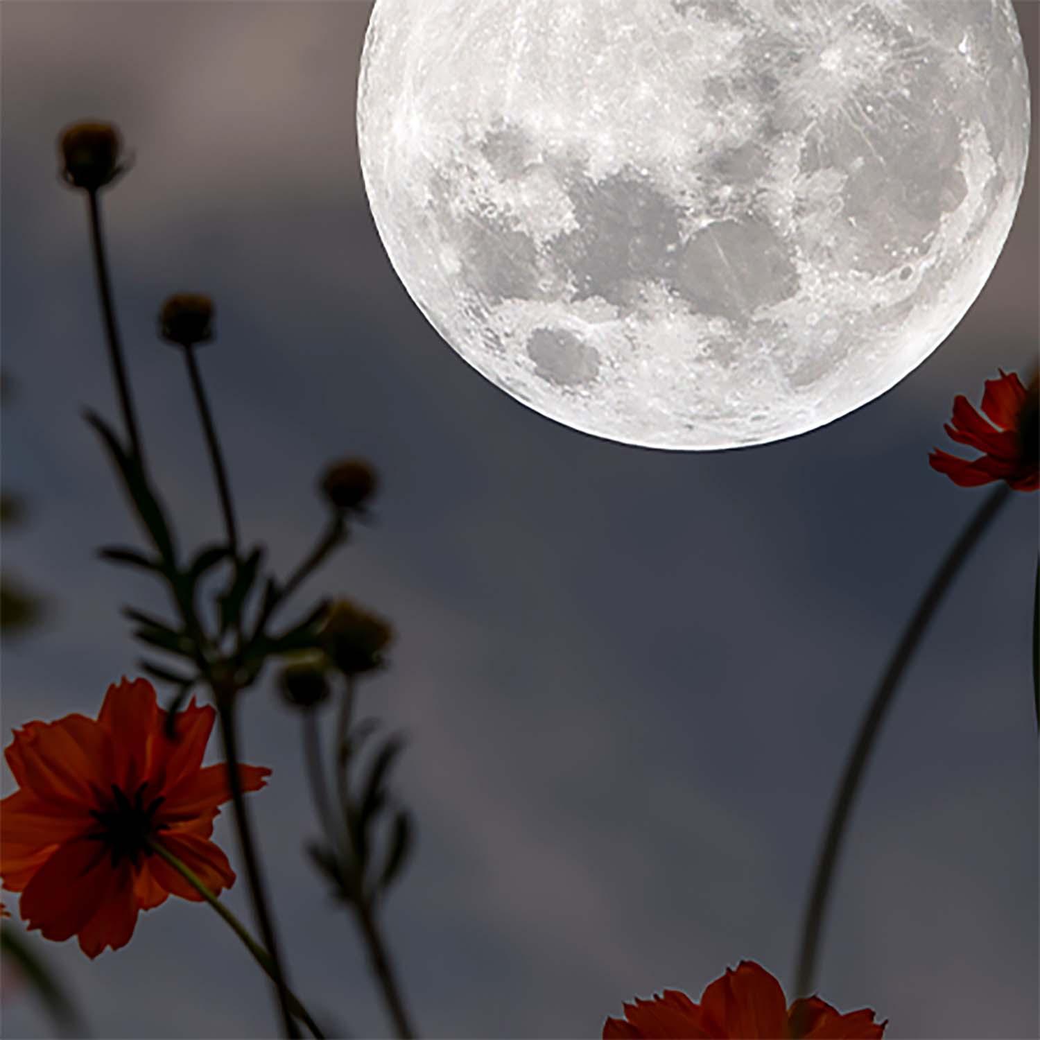 The Science Behind Moon Phase Gardening Roger's Gardens