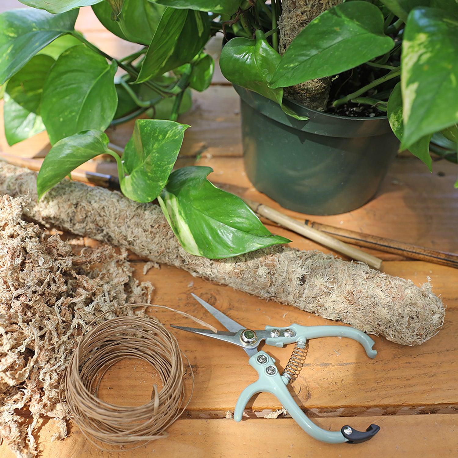 Creating a Moss Pole for Staking Plants  Roger's Gardens