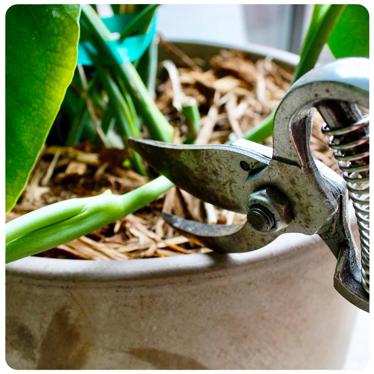 How to Propagate a Plant From Seeds & Cuttings  Roger's Gardens