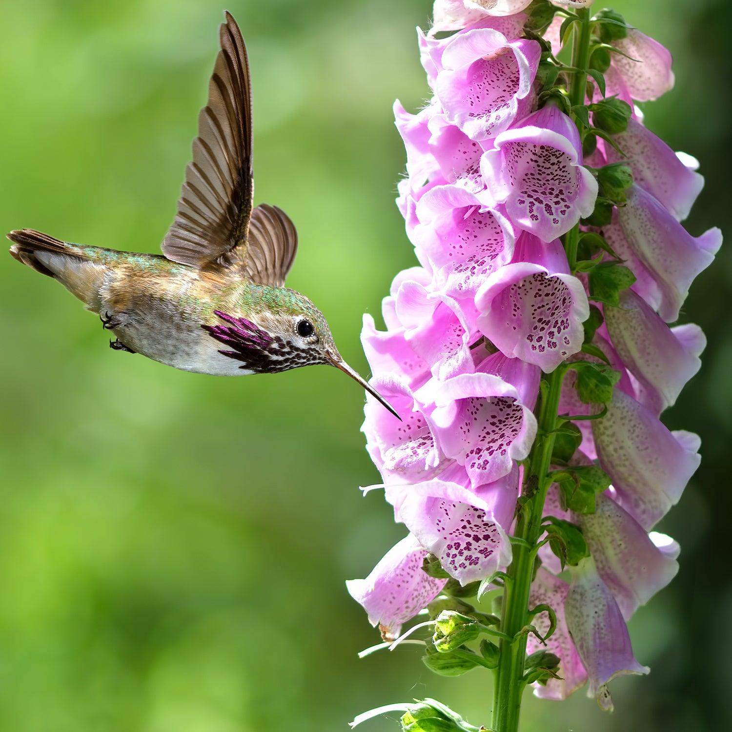 How To Care For Pink Panther Foxgloves – Roger's Gardens