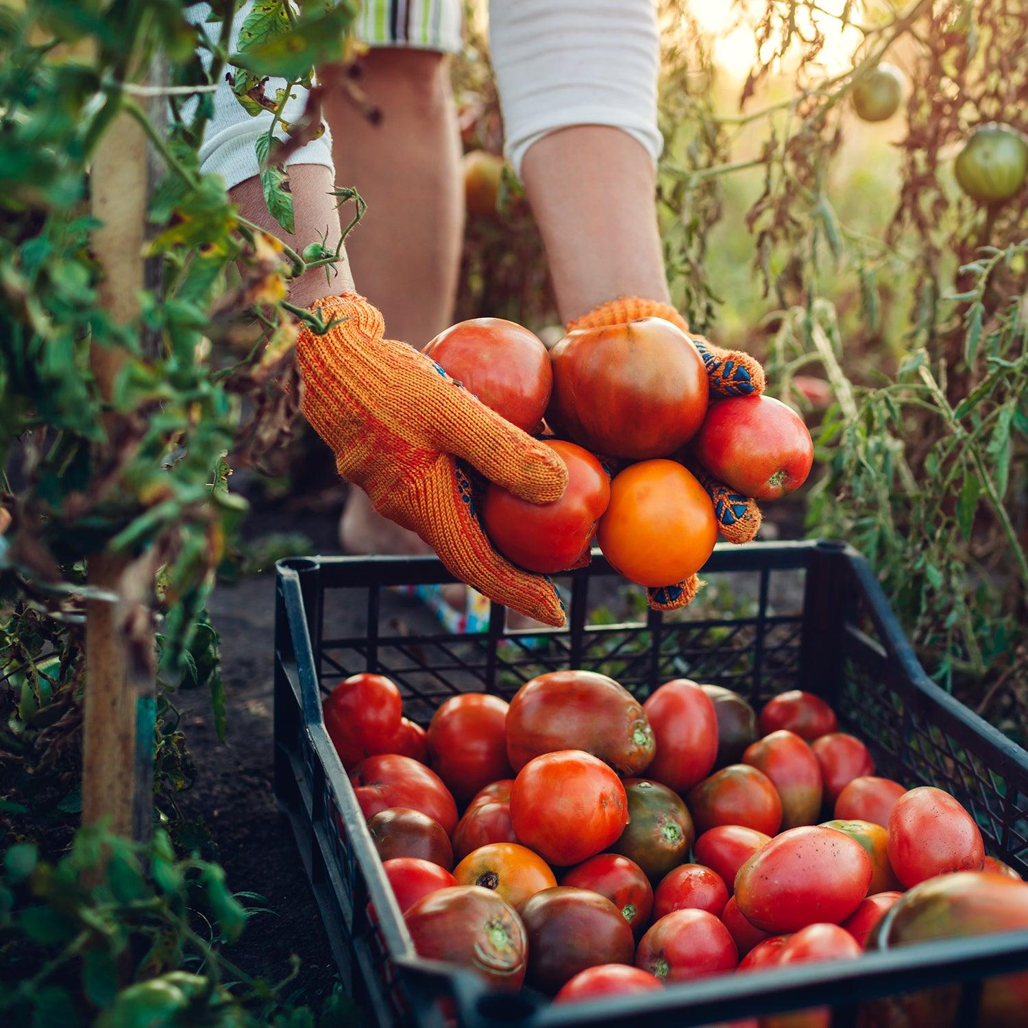 Top Edible Tomato Plant Varieties To Grow – Roger's Gardens