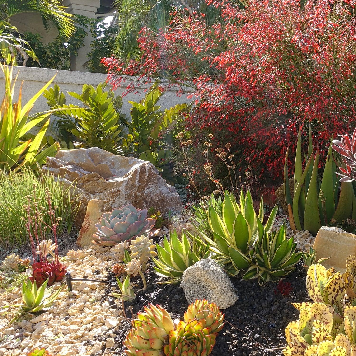 Desert Landscape Ideas for a Low-Maintenance Yard, image size:1500x1500