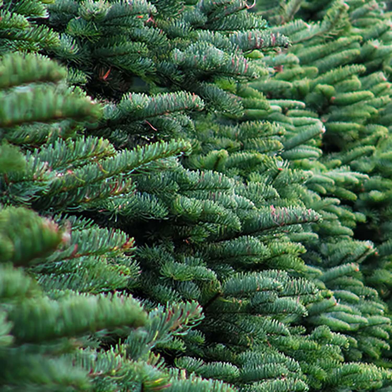 How to for Your Fresh Cut Christmas Tree Roger's Gardens