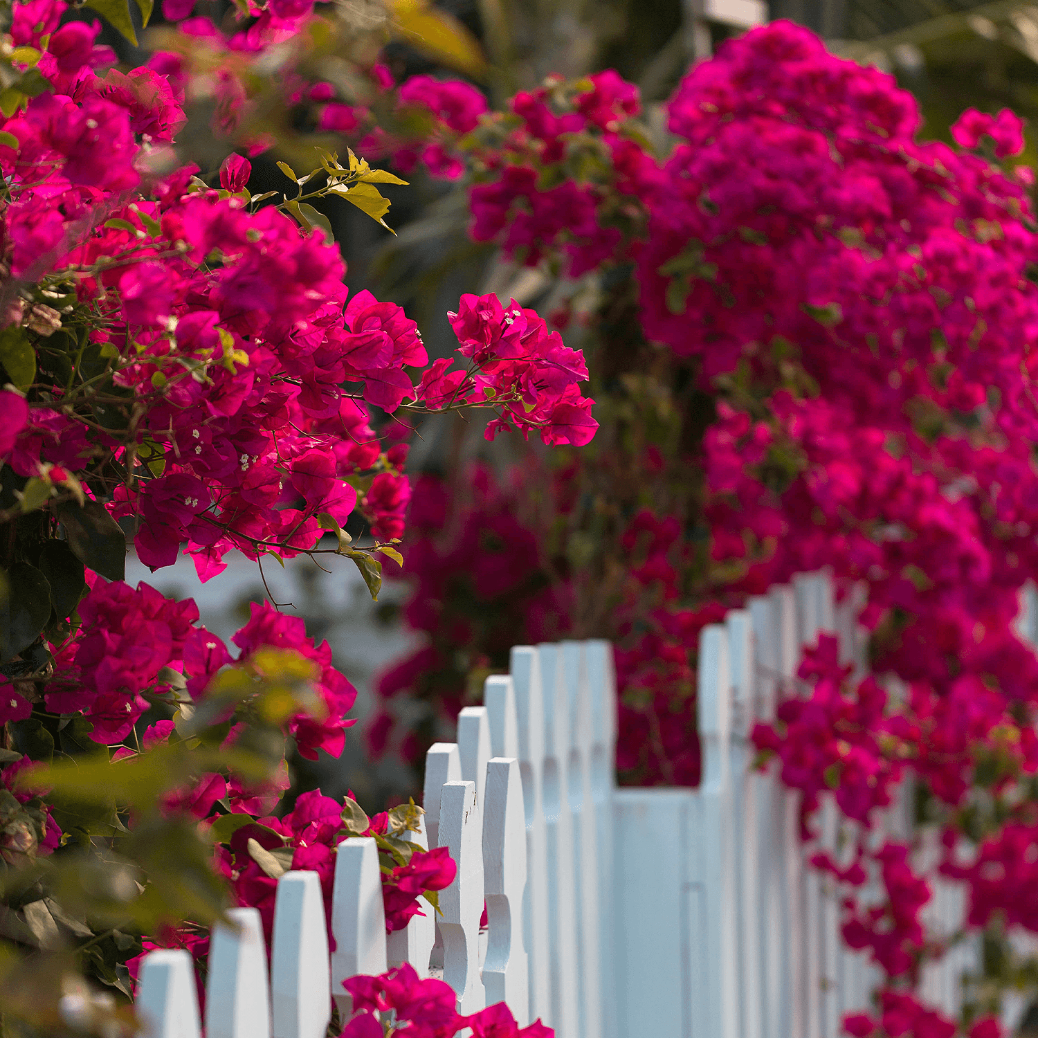 Tips and Tricks To Care For Your Bougainvillea Roger's Gardens