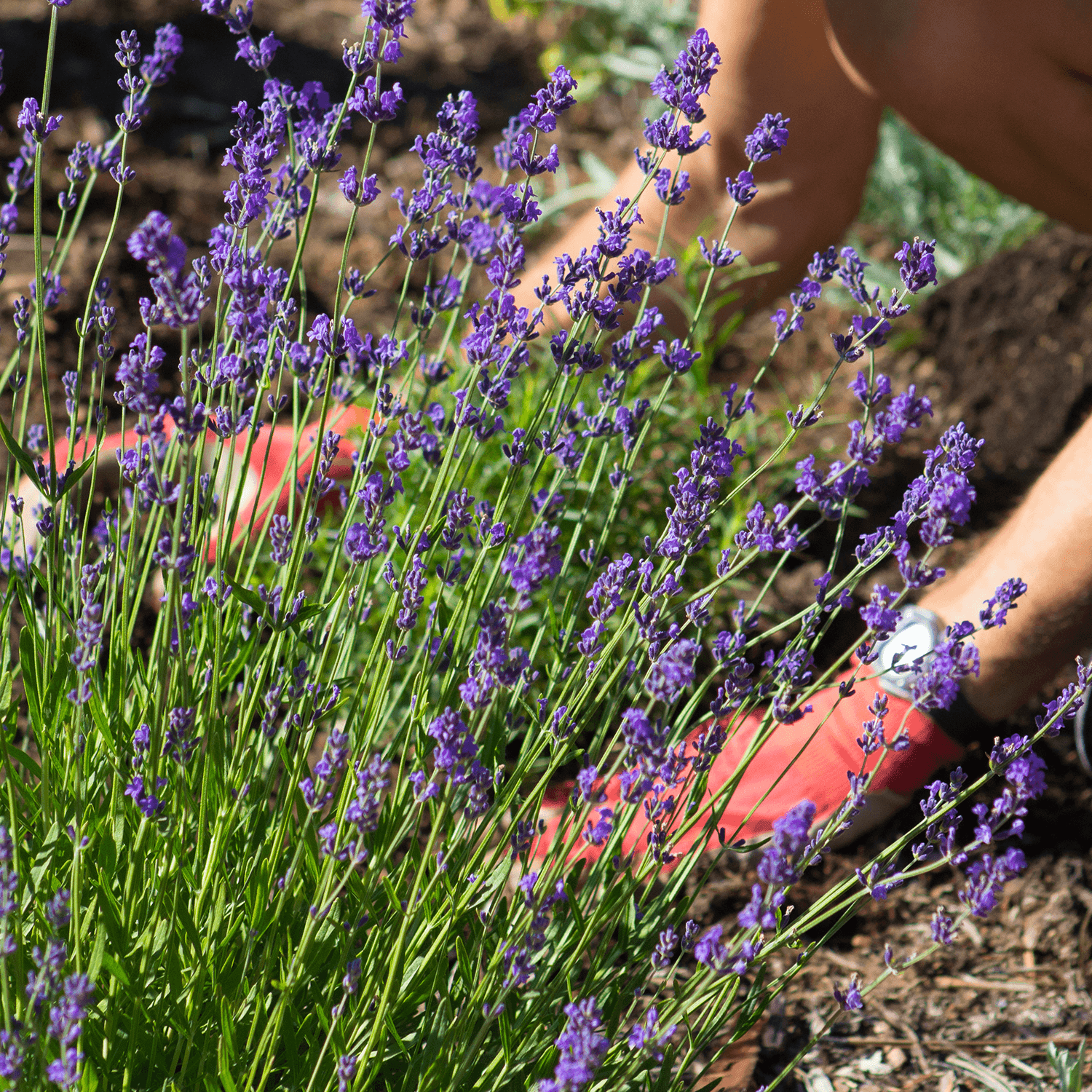 Easy Tips and Tricks for Growing Lavender Roger's Gardens