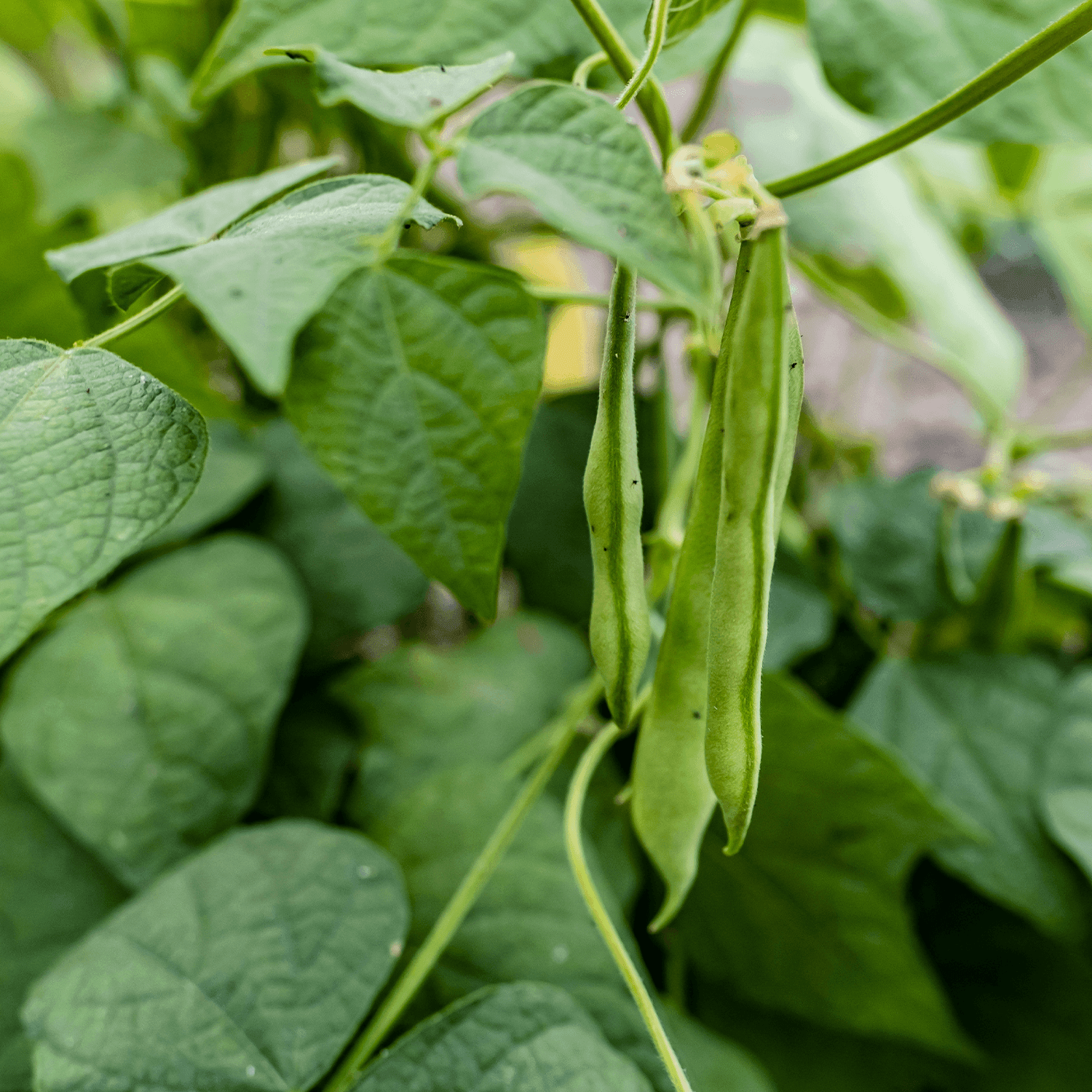 Cultivating French Beans: A Guide To Growing Success