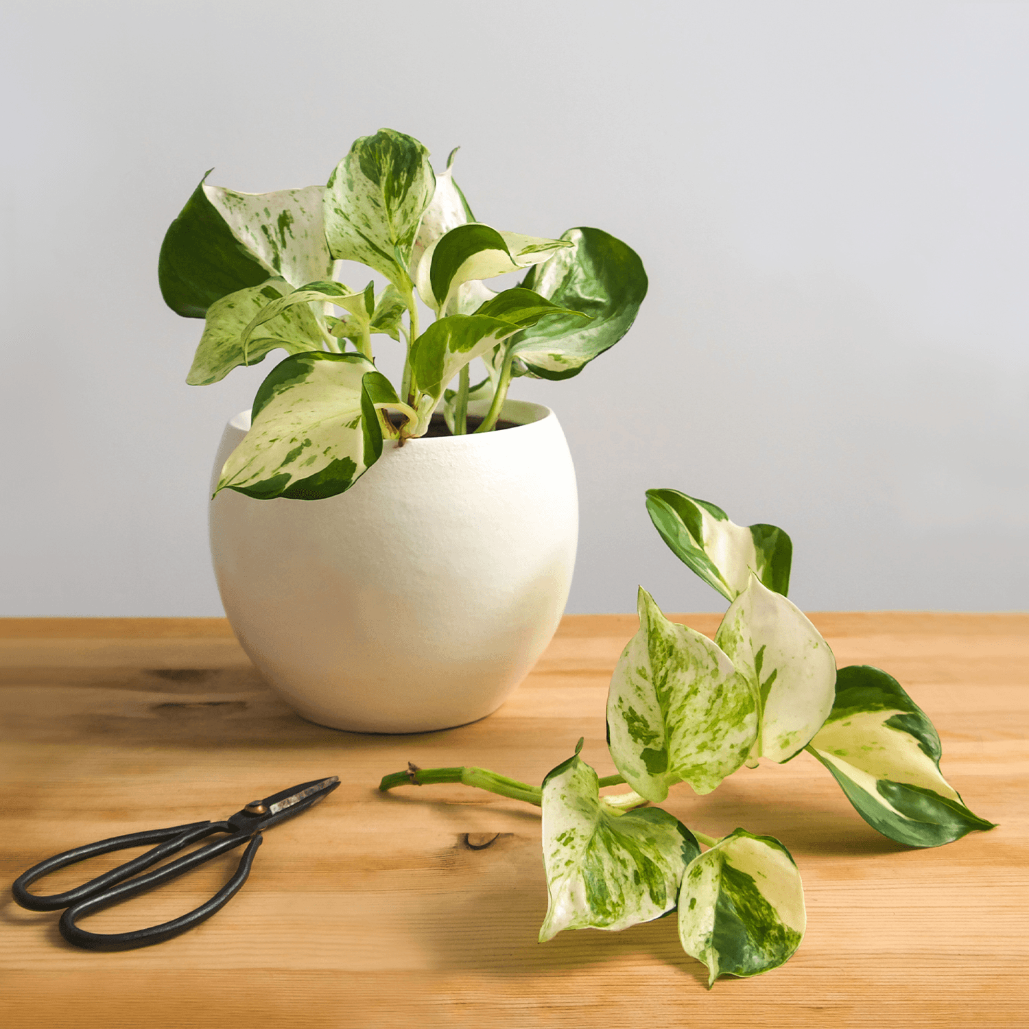 How To Propagate Indoor Plants With Cuttings Roger's Gardens