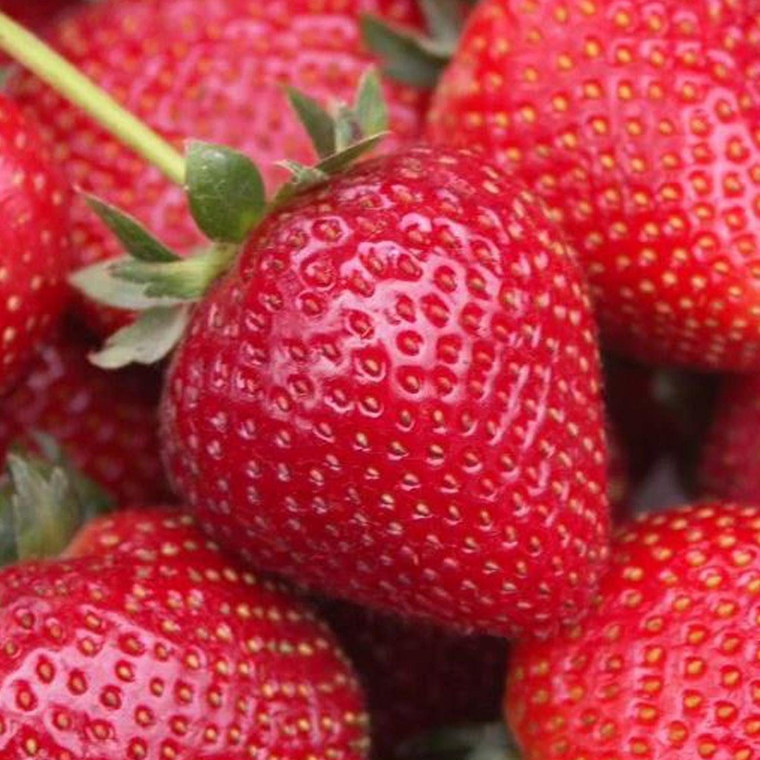 The Sweetest & Best Strawberries  Roger's Gardens