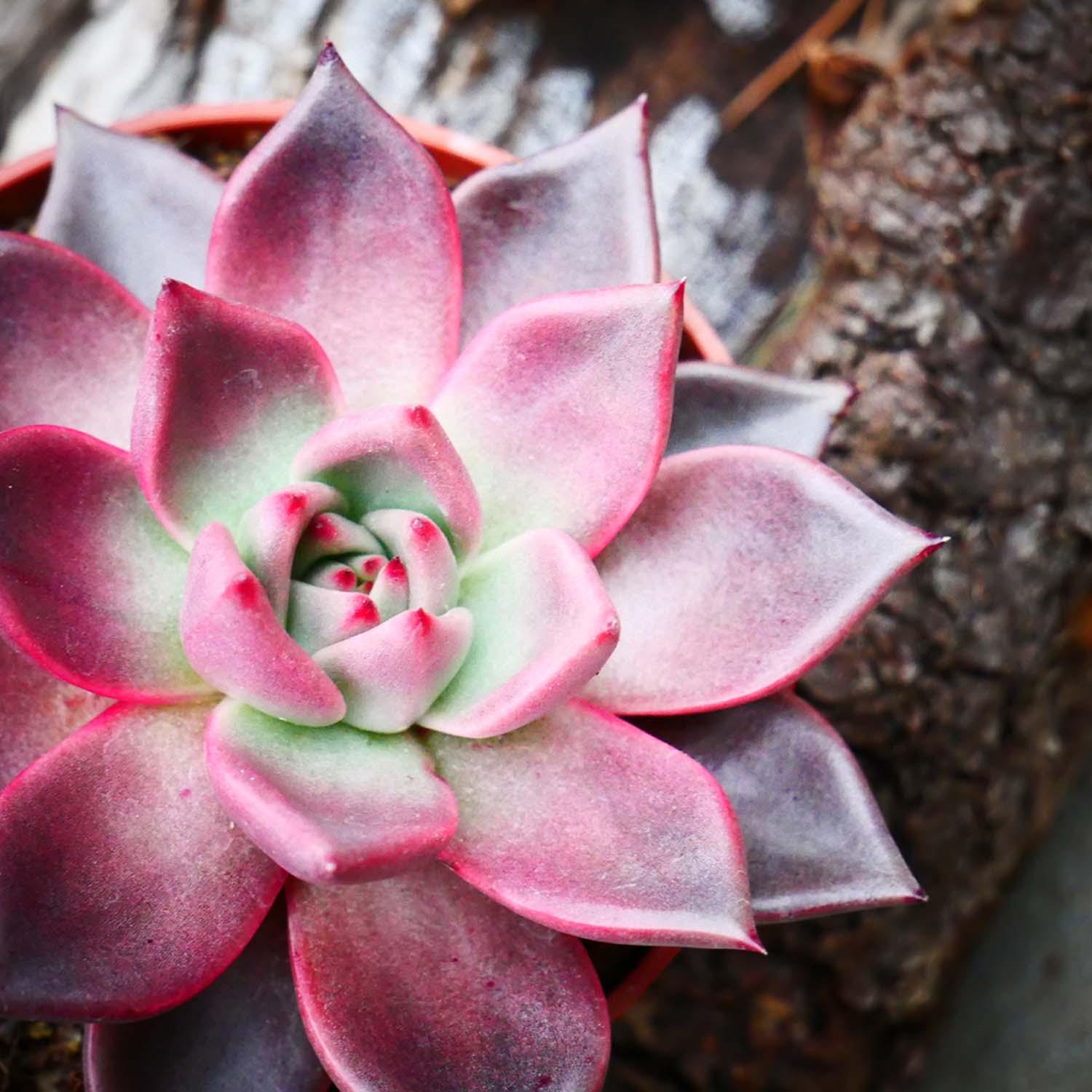 Drought Tolerant Succulent Tips & Tricks  Roger's Gardens