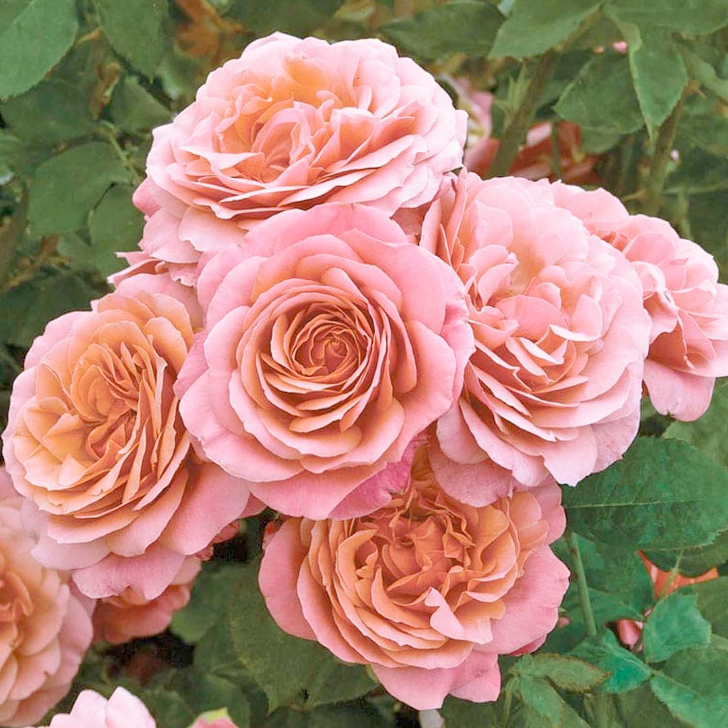 新品　TOCCA ワンピースFLOWERY WAY ROSE GARDEN 新品TOCCA ワンピースFLOWERY WAY ROSE GARDEN