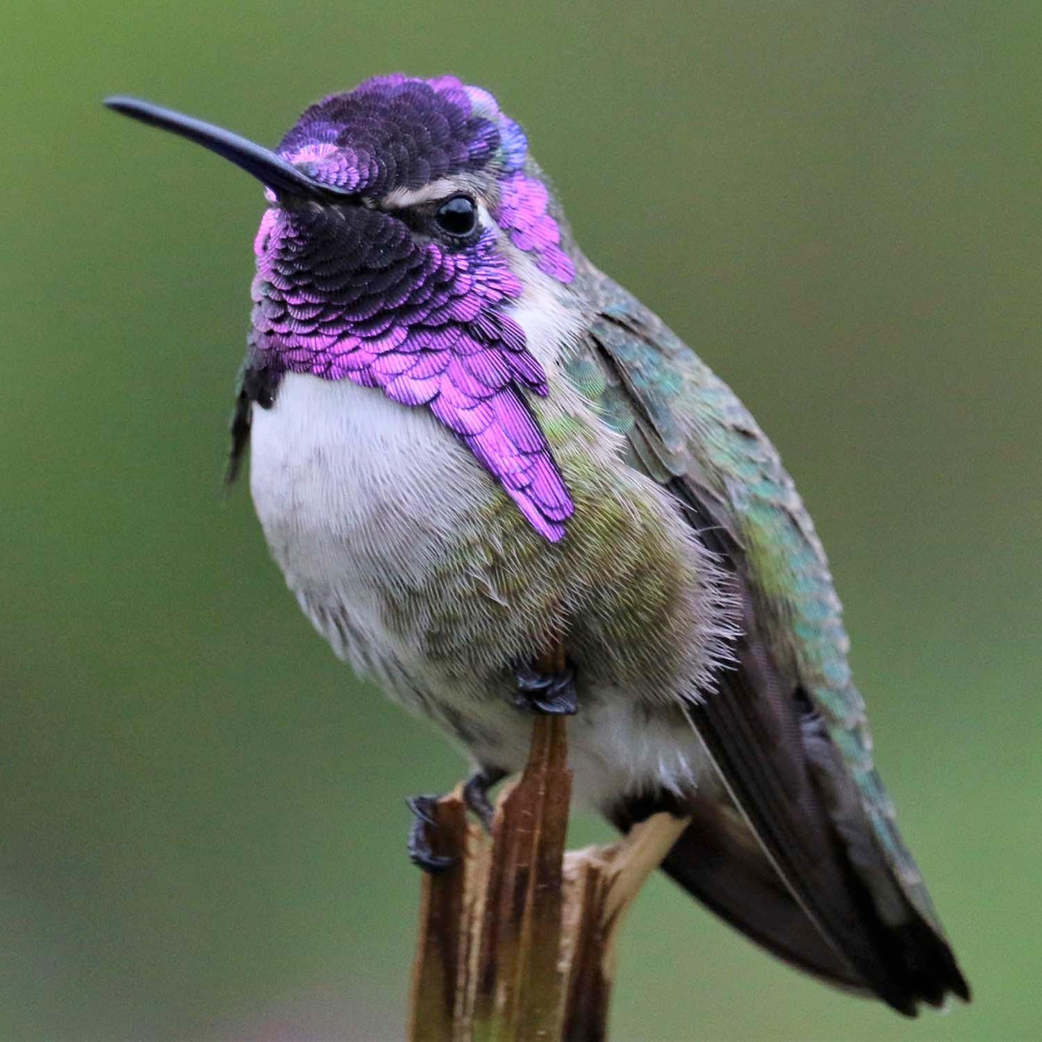 Hummingbirds of Orange County California – Roger's Gardens