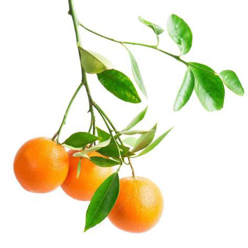 All Outdoor Plants – Page 8 – Roger's Gardens