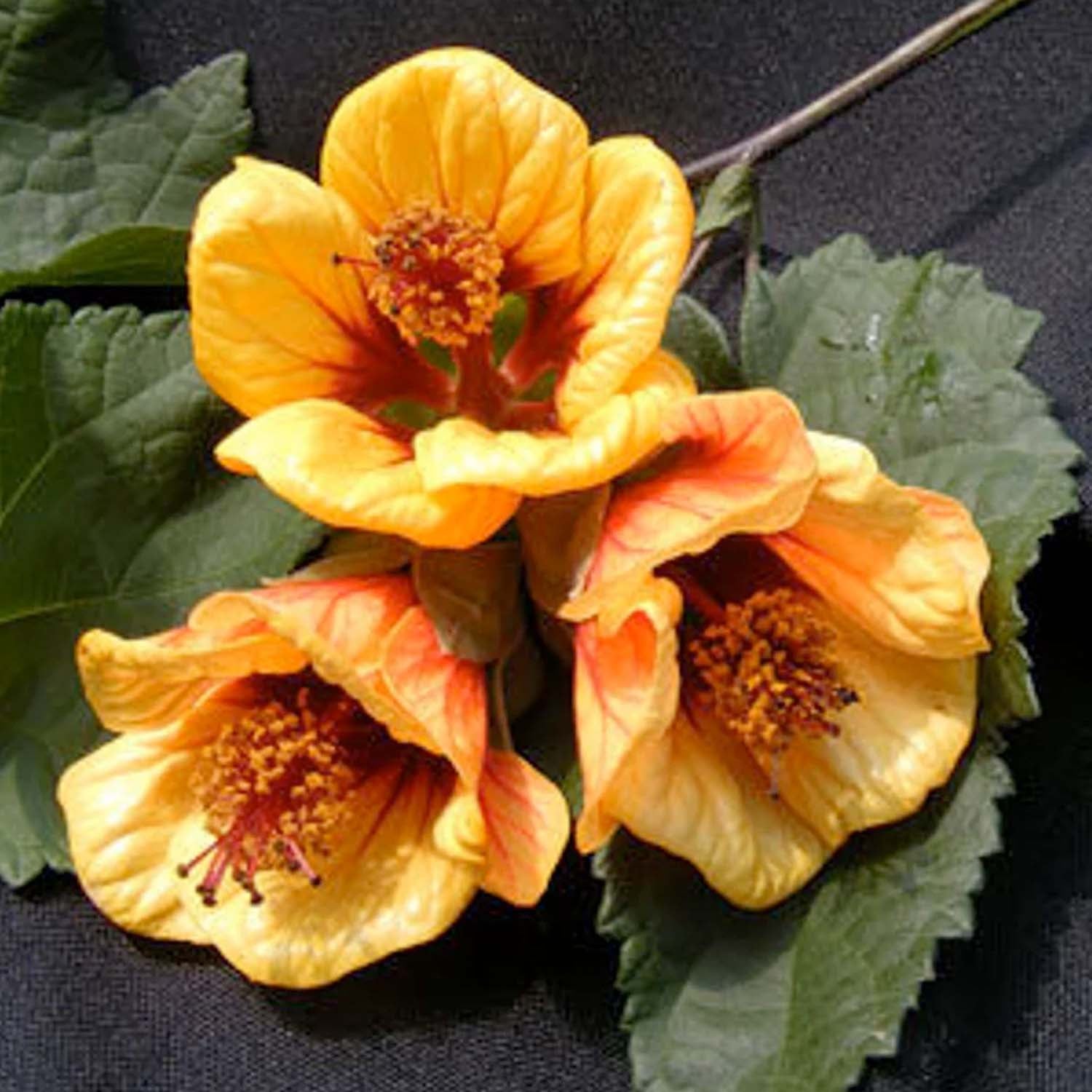 ガーディニア　 　　　　　ジャスミン 　　　　　ネルロ 　　　　　ウィスパー Amazon.com : Perfect Plants Confederate Jasmine Live Plant