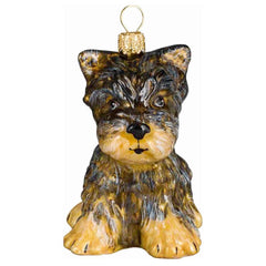 Yorkshire Terrier Puppy