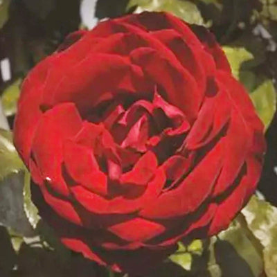 Dublin Bay - 15 Gallon