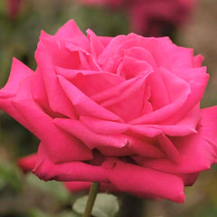 Miss All Am Beauty - 36