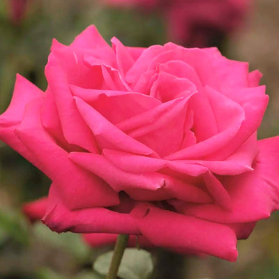 Miss All Am Beauty - 36" Tree - 5 Gallon