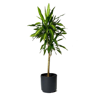 Dracaena 'Rikii' - 4'-5'