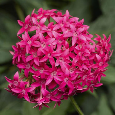 PENTAS ASST. - STARFLOWER - 6" POT