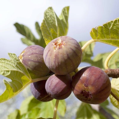 Fig 'Violette De Bordeaux' - 5 Gallon