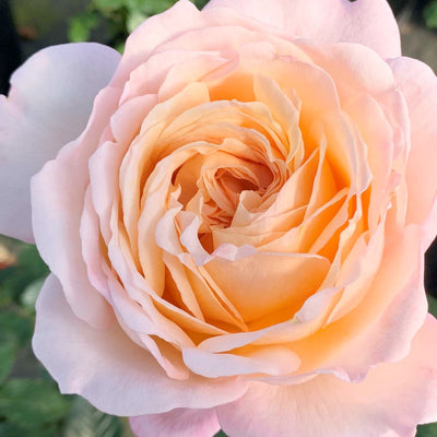 Sespe Sunrise - 5 Gallon