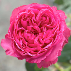 Pink Traviata - 5 Gallon