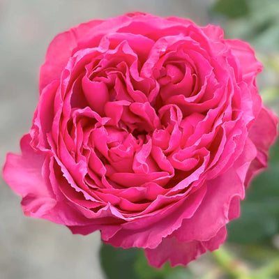 Pink Traviata - 5 Gallon