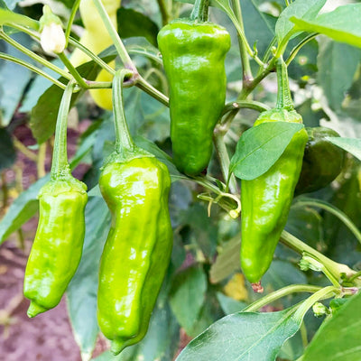 Shishito - 4" Pot