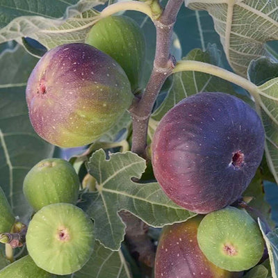Fig 'Black Jack' - 15 Gallon
