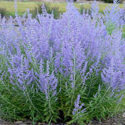 Blue Jean Baby Perovskia - 1 Gallon