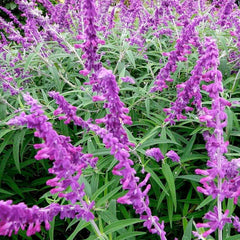 Santa Barbara Salvia