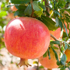 Pomegranate 'Ariana' - 5 Gallon