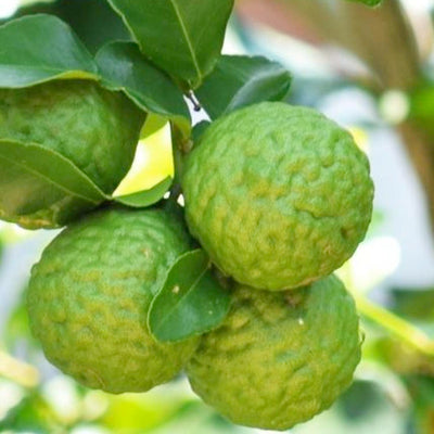 Lime 'Kieffer' Standard - 5 Gallon