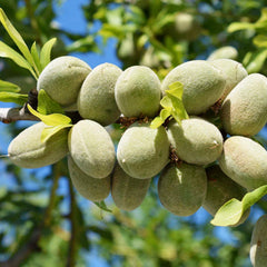 Nut Almond 'All-In-One' - Genetic Dwarf - #5 Gallon