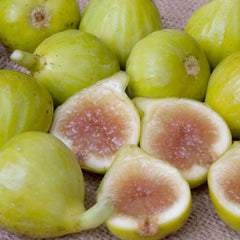 Fig 'White Kadota' - #5 Gallon