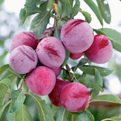 Plum 'Santa Rosa' - Semi-Dwarf - 24