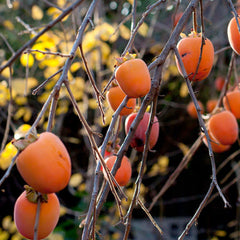 Persimmon 'Hachiya' - #5 Gallon