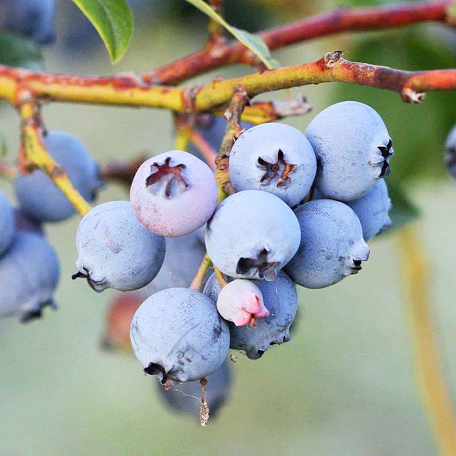 Blueberry 'Jewel' 5 Gallon Roger's Gardens