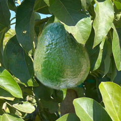 Avocado 'Holiday' Dwarf - #5 Gallon