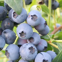 Blueberry 'Biloxi' - #15 Gallon