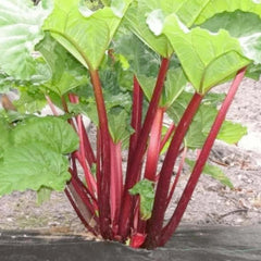Rhubarb 'Cherry Victoria' - #1 Gallon