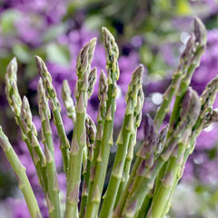 Asparagus Officinalis 'Mary Washington' - #1 Gallon