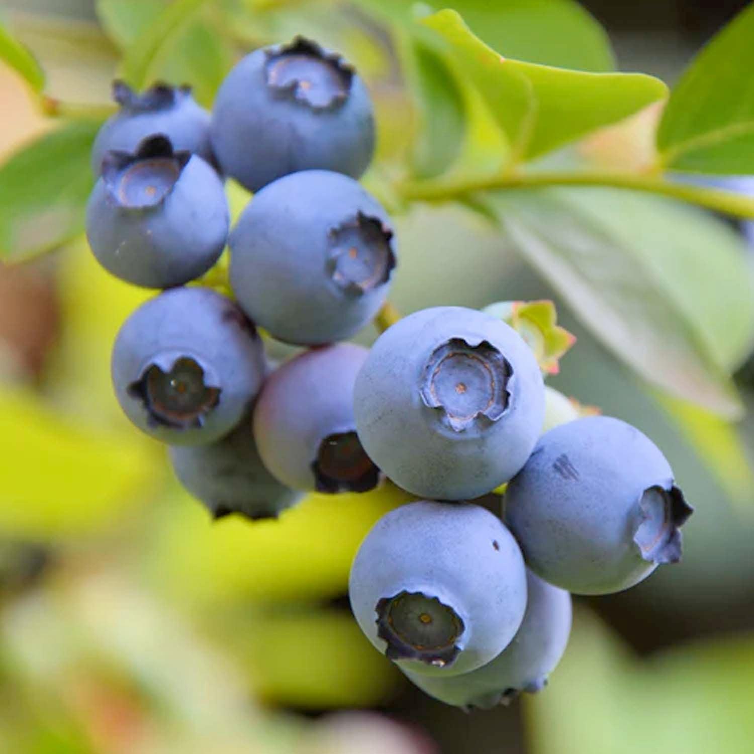 Blueberry 'Star' - #2 Gallon – Roger's Gardens