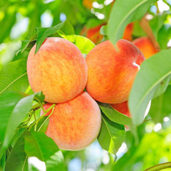 Peach 'Honey Babe - Miniature - #5 Gallon