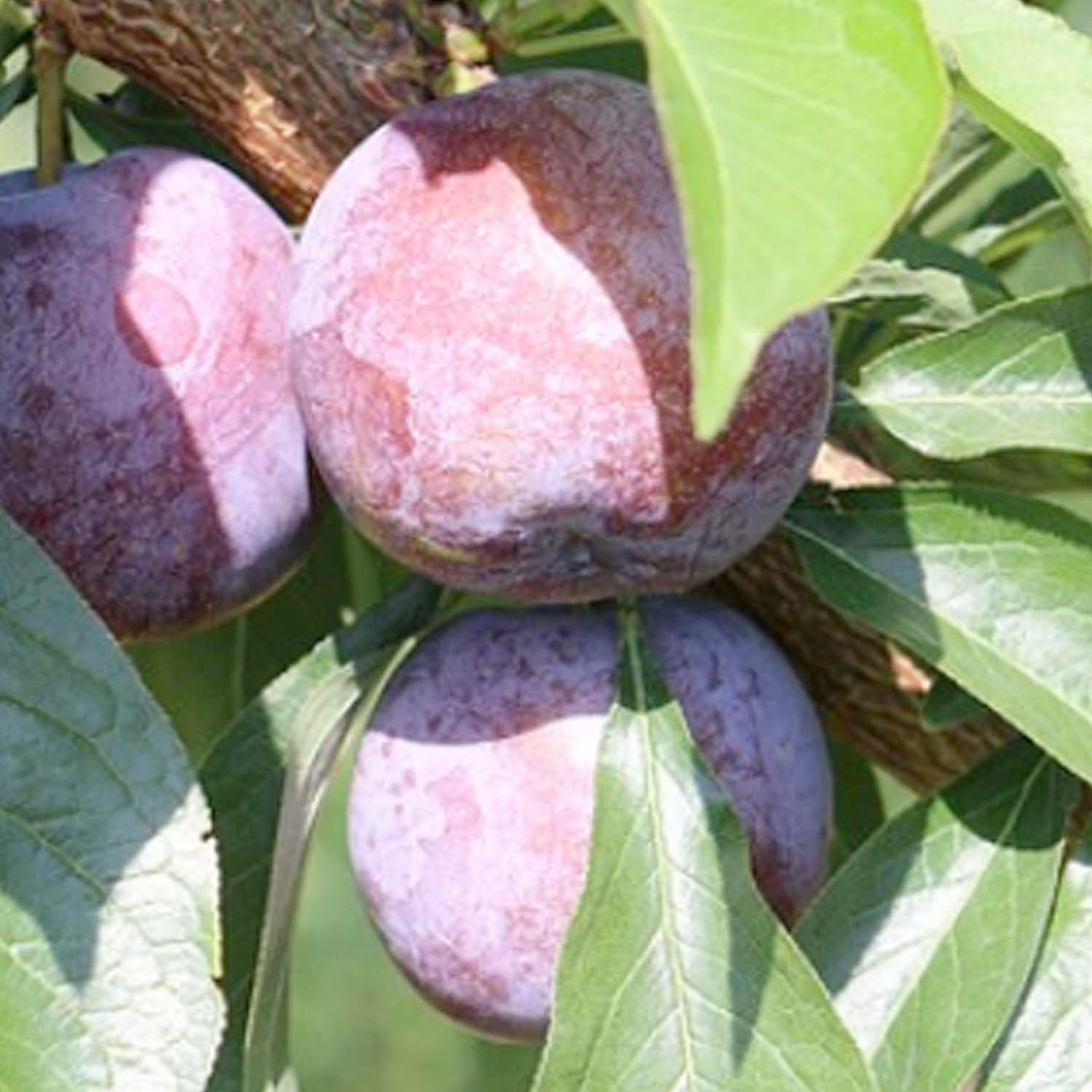 Pluerry 'Candy Heart' SemiDwarf 5 Gallon Roger's Gardens