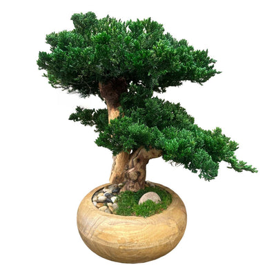 Preserved Monterey Bonsai Dbl - Small Round Teak Bowl