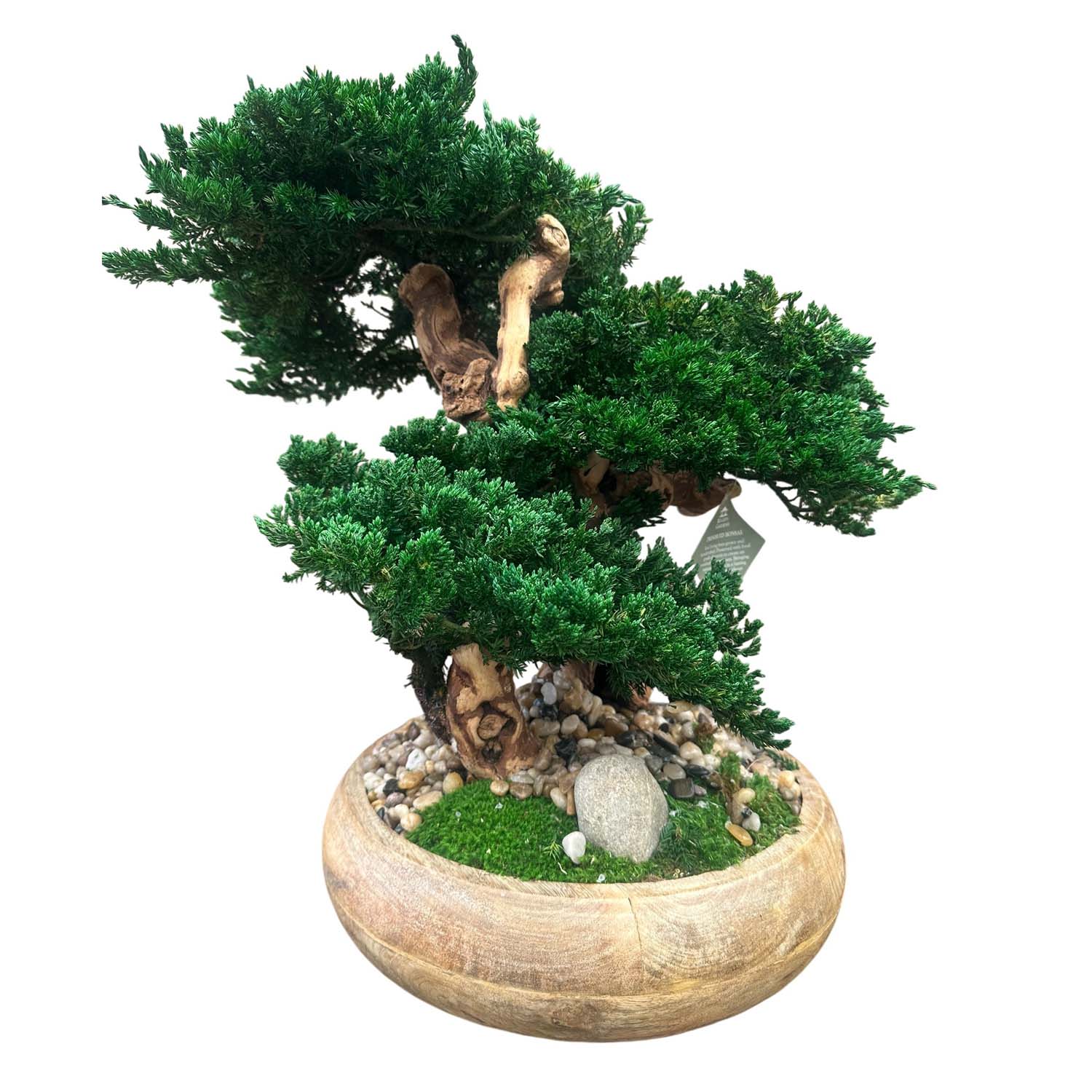 Preserved Monterey Bonsai Dbl