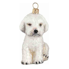 Maltipoo White